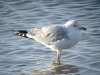 Ring-billed Gull at Westcliff Seafront (Steve Arlow) (94681 bytes) Ring-billed Gull at Westcliff Seafront (Steve Arlow) (94681 bytes)
